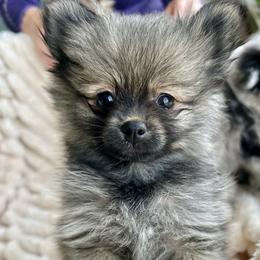 Clint Eastwoof - Wolf sable male Pomeranian puppy in Lake Forest Park, Washington from Tea Pup Pomeranians