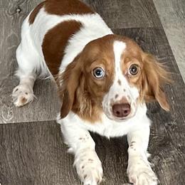 Peppermint - Dachshund