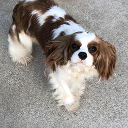 Cavalier King Charles Spaniels from Karen's Cavaliers