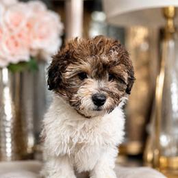 Graham - White male Poodle puppy in Chattanooga, Tennessee from Joy-Fur Puppies