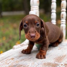 Moose - Chocolate and tan male Dachshund puppy in Mascot, Tennessee from Magnolia Pearl Dachshunds