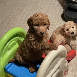 Goldendoodle and Poodle Puppies from West Michigan Doodles and Poodles