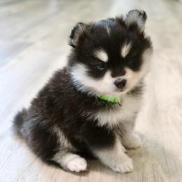 Green Collar - Black and white male Pomsky puppy in St. Peters, Missouri from Saint Peters Pomskies