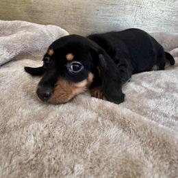 Girl 1 - female Dachshund puppy in Fieldbrook, California from Honeydox Miniature Dachshunds