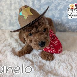 Goldendoodle and Shihpoo Puppies from Bellady's Shihpoos