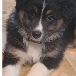 Australian Shepherds from Mary's Australian Shepherds