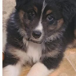 Australian Shepherds from Mary's Australian Shepherds