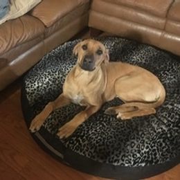 Rhodesian Ridgeback Puppies from Lyonnese Rhodesian Ridgebacks