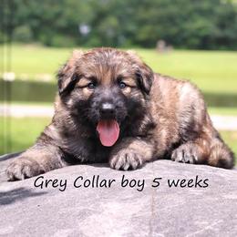 1st Pick male - Black male German Shepherd puppy in Elkmont, Alabama from Oakmont Shepherds