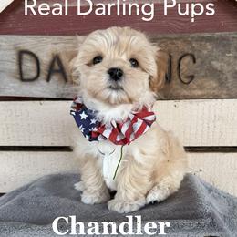 Chandler - White and tan male Mal-Shi puppy in Dallas, Texas from Real Darling Pups