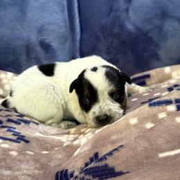 Boy 1 - Blue speckled male Australian Cattle Dog puppy in Concrete, Washington from Back Country Australian Cattle dogs