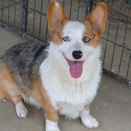 Ripley - American Corgi