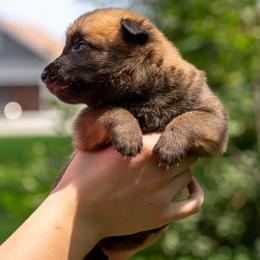 Brooks - Fawn male Belgian Malinois puppy in Lincoln, Nebraska from Nebraska K9