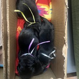 Golden Retriever and Labrador Retriever Puppies from The Golden Leash Kennels