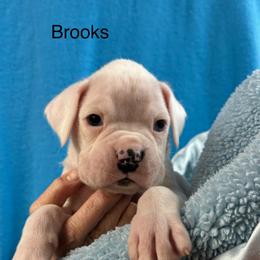 Brooks - White male Boxer puppy in Elyria, Ohio from Just-A-Wyn Boxers