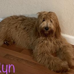 Ryn - Goldendoodle