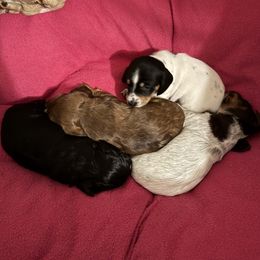 Dachshund puppies from Alicia’s Adorable Dachshunds