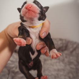 Australian Shepherd Puppies from Kelly Krew Aussies