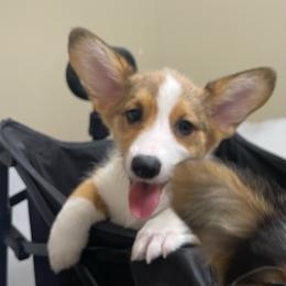 Female 1 - Sable female Pembroke Welsh Corgi puppy in Hueytown, Alabama from AAA Corgis