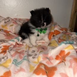 Tuxedo Black and White parti - Black parti male Pomeranian puppy in Tyler, Texas from Aukland’s Poms
