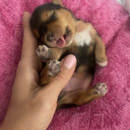 Yorkshire Terrier Puppies from Sugar & Spice Yorkies