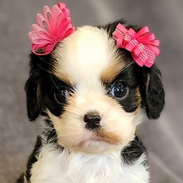 Cavalier King Charles Spaniels and Japanese Chins from KonopkaKennelsLLC