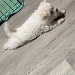 Jaxson - White and tan male Morkie puppy in Taylorsville, North Carolina from Mountain Top Hot Tailz