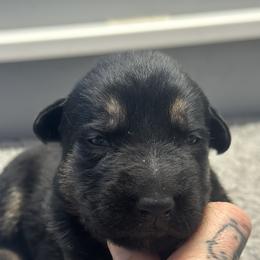 Boy 3 - Bi-color male German Shepherd puppy in Herkimer, New York from Render Kennels