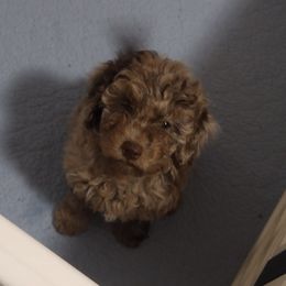 Cinnamon - Merle female Cavapoo puppy in East Providence, Rhode Island from Marta's Cavaliers