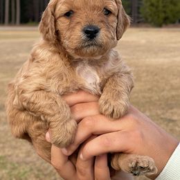 Goldendoodle Puppies from Deanna Ray