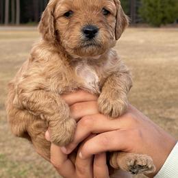 Goldendoodle Puppies from Deanna Ray