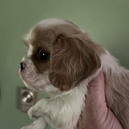 Cavalier King Charles Spaniel puppies from RoaringCreek