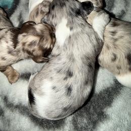 Male - Piebald male Dachshund puppy in Delta, Colorado from Weinderful Dachshunds