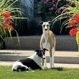 Whippets from Laurie Black