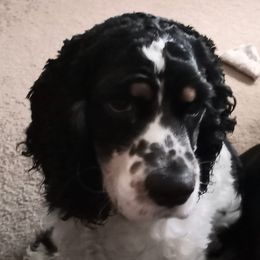 Cocker Spaniels from Sherrye's Cocker Spaniels