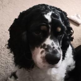 Cocker Spaniels from Sherrye's Cocker Spaniels