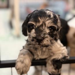 Boy 2 - Merle male Cockapoo puppy in Colorado from Garrett Doodles