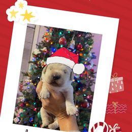 Golden Retriever Puppies from Ruff Life Goldens