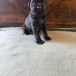 Cane Corso Puppies from Cowan Farms
