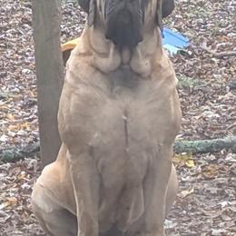 Mastiff puppies from Hug-A-Mug Mastiffs