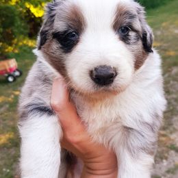 Australian Shepherds from Border Creek's Australian Shepherds