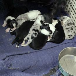 Australian Shepherd and Great Dane Puppies from AEW Farm