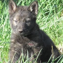 German Shepherd Puppies from Parsons German Shepherds