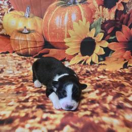 Girl 1 - Black tri-color female Australian Shepherd puppy in Lakeland, Florida from Diamond P Australian Shepherds