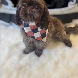 AKC Charlie Brown - Chocolate male Shih Tzu puppy in Los Angeles, California from LUXURY PAWS