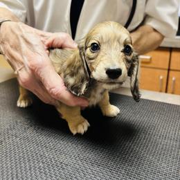 Trae - Cream male Dachshund puppy in Altus, Oklahoma from Johnson Prairie Pups