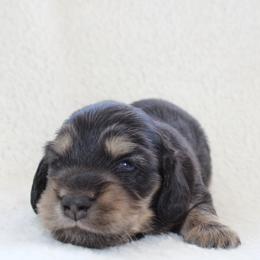 Jack - Black and cream male Dachshund puppy in Fairfax, Iowa from Grayson’s Lovable Dachshunds