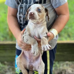 Girl 1 - Red merle female Catahoula Leopard Dog puppy in Palestine, Texas from Hidden Creek Catahoulas