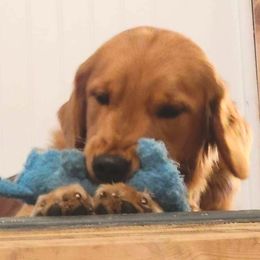 Maze - Golden Retriever