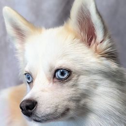 Pomskies from Pomsky Florida